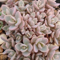 Sedum 'Hareknoll Gem'